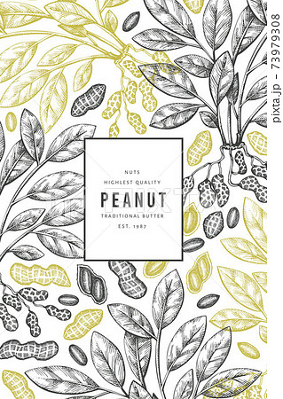 Hand drawn peanut branch and kernels design template. Organic food vector illustration on white background. Retro nut background. Engraved style botanical picture. 73979308
