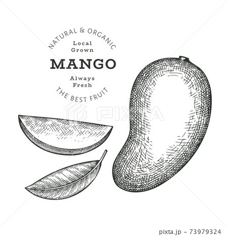 Mango Sketch PNG Images With Transparent Background | Free Download On  Lovepik