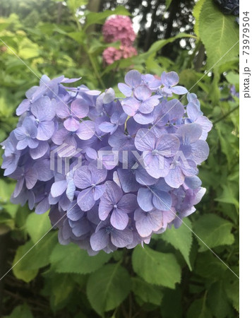 ハートの紫陽花 73979504