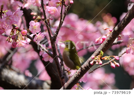 憩うメジロをバックに八分咲きの河津桜 Kawazu cherry behind white-eye 73979619
