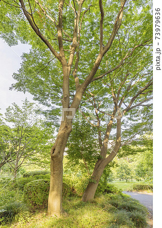 新緑イメージ　江戸城庭園　木と緑　緑　葉　新緑 73979636