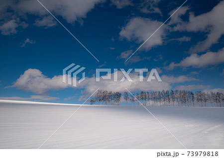 1月美瑛晴れ渡る空の下の雪原の写真素材 [73979818] - PIXTA