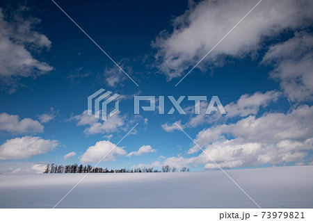1月美瑛晴れ渡る空の下の雪原 1月美瑛晴れ渡る空の下の雪原 73979821