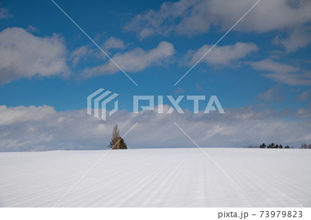 1月美瑛晴れ渡る空の下の雪原 1月美瑛晴れ渡る空の下の雪原 73979823