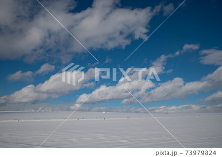 1月美瑛晴れ渡る空の下の雪原 1月美瑛晴れ渡る空の下の雪原 73979824