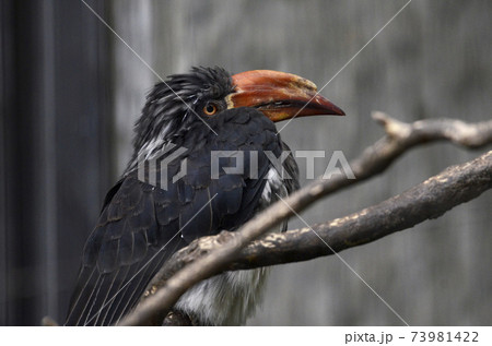 カンムリコサイチョウ カンムリコサイチョウ 73981422