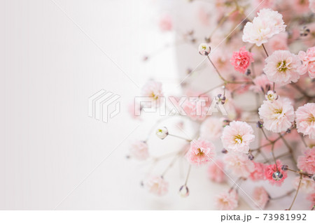花の背景　カスミソウ 73981992