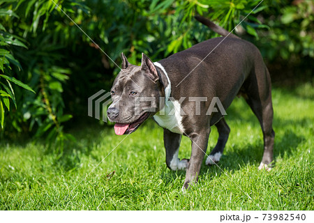 cute Blue hair American Staffordshire Terrier dog cute Blue hair American Staffordshire Terrier dog 73982540
