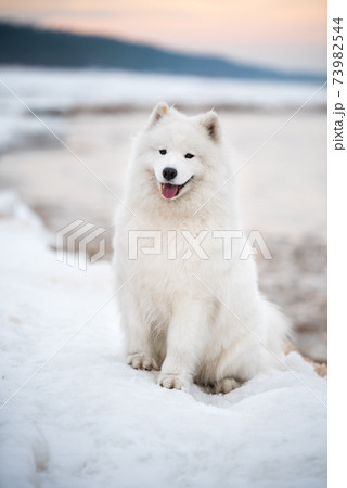 Samoyed white dog is on snow Saulkrasti beach in Latvia 73982544