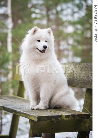 Samoyed white dog is sitting in the winter forest on a bench 73982574