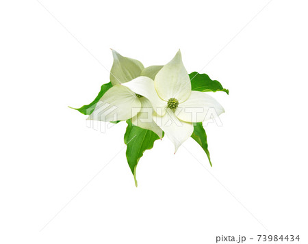 Dogwood tree white flowers and leaves isolated on white. 73984434
