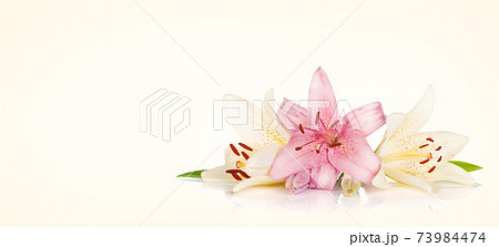 Colorful lily flowers 73984474