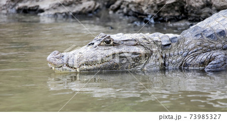 Head of crocodile caimanon the surface of the river. 73985327