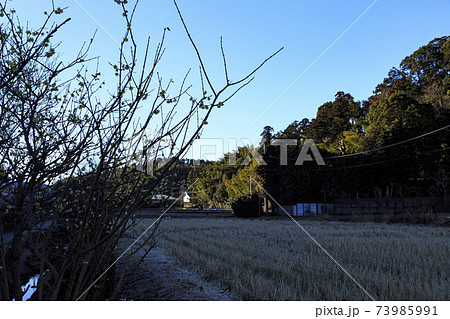 神奈川県横浜市戸塚区の原風景の舞岡公園の田んぼ（冬編） 73985991