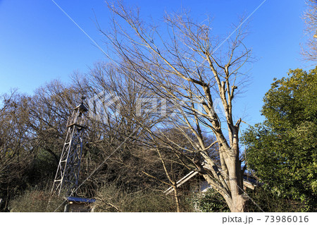 神奈川県横浜市戸塚区の原風景の舞岡公園の田んぼ（冬編） 73986016