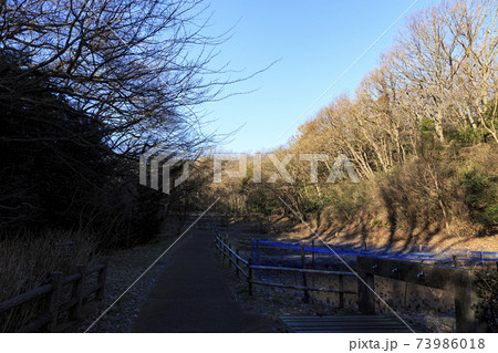 神奈川県横浜市戸塚区の原風景の舞岡公園の田んぼ(冬編) 神奈川県横浜市戸塚区の原風景の舞岡公園の田んぼ(冬編) 73986018