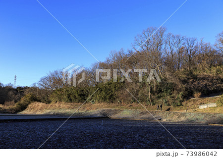 神奈川県横浜市戸塚区の原風景の舞岡公園の田んぼ（冬編） 73986042