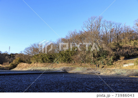 神奈川県横浜市戸塚区の原風景の舞岡公園の田んぼ（冬編） 73986043