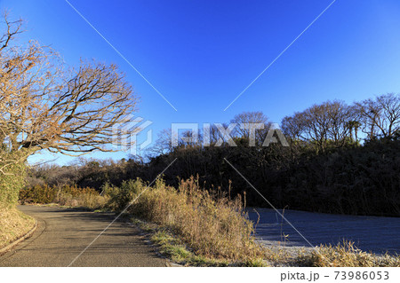 神奈川県横浜市戸塚区の原風景の舞岡公園の田んぼ（冬編） 73986053
