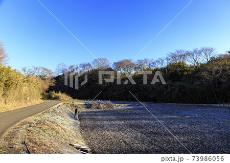 神奈川県横浜市戸塚区の原風景の舞岡公園の田んぼ（冬編） 73986056
