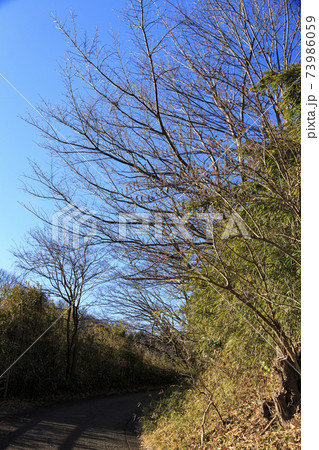 神奈川県横浜市戸塚区の原風景の舞岡公園の田んぼ（冬編） 73986059
