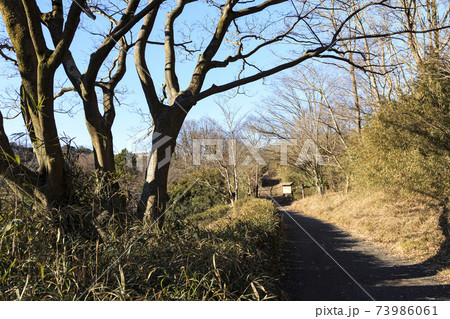 神奈川県横浜市戸塚区の原風景の舞岡公園の田んぼ（冬編） 73986061