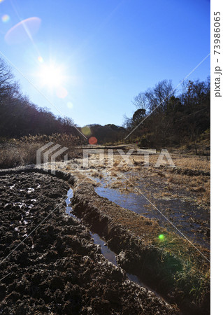 神奈川県横浜市戸塚区の原風景の舞岡公園の田んぼ（冬編） 73986065