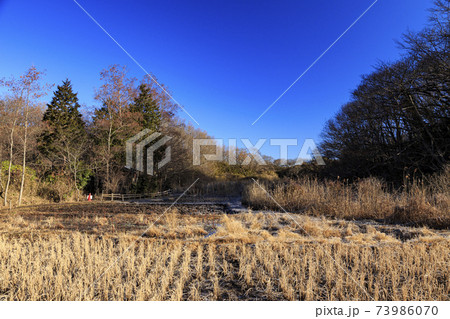 神奈川県横浜市戸塚区の原風景の舞岡公園の田んぼ（冬編） 73986070