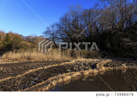 神奈川県横浜市戸塚区の原風景の舞岡公園の田んぼ（冬編） 73986078