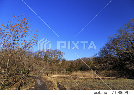 神奈川県横浜市戸塚区の原風景の舞岡公園の田んぼ（冬編） 73986095