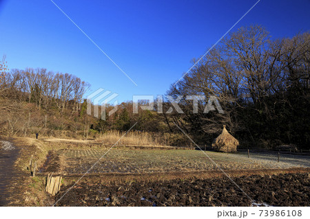 神奈川県横浜市戸塚区の原風景の舞岡公園の田んぼ(冬編) 神奈川県横浜市戸塚区の原風景の舞岡公園の田んぼ(冬編) 73986108