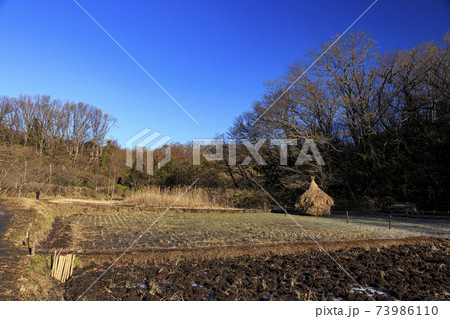 神奈川県横浜市戸塚区の原風景の舞岡公園の田んぼ（冬編） 73986110