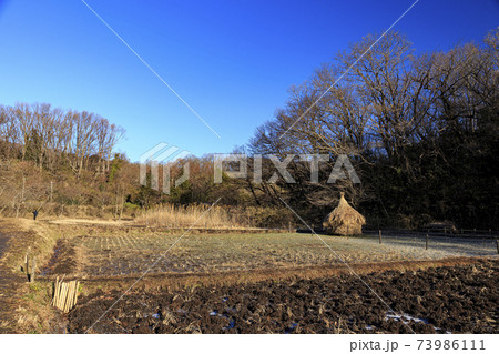 神奈川県横浜市戸塚区の原風景の舞岡公園の田んぼ（冬編） 73986111