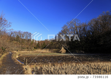 神奈川県横浜市戸塚区の原風景の舞岡公園の田んぼ（冬編） 73986116