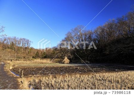 神奈川県横浜市戸塚区の原風景の舞岡公園の田んぼ（冬編） 73986118