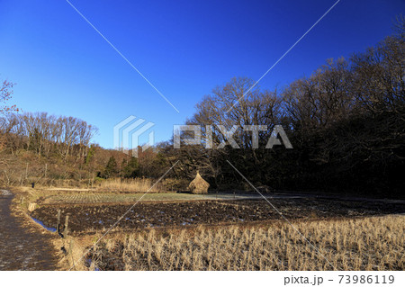神奈川県横浜市戸塚区の原風景の舞岡公園の田んぼ（冬編） 73986119