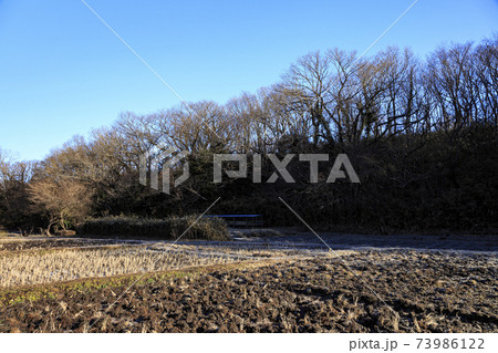 神奈川県横浜市戸塚区の原風景の舞岡公園の田んぼ（冬編） 73986122