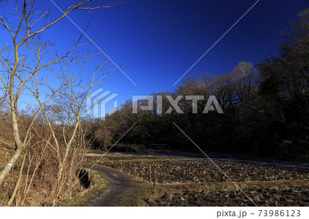 神奈川県横浜市戸塚区の原風景の舞岡公園の田んぼ（冬編） 73986123
