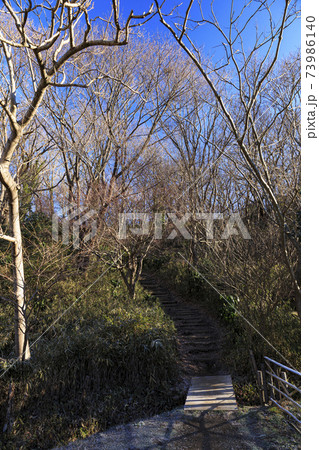 神奈川県横浜市戸塚区の原風景の舞岡公園の田んぼ（冬編） 73986140
