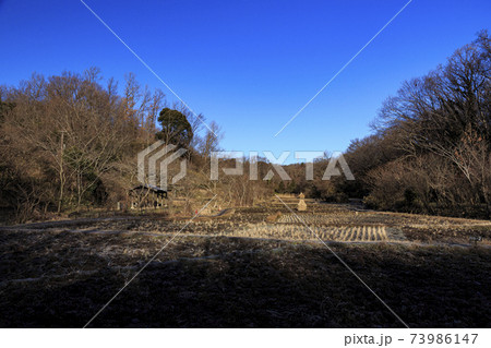 神奈川県横浜市戸塚区の原風景の舞岡公園の田んぼ（冬編） 73986147