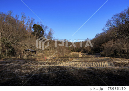 神奈川県横浜市戸塚区の原風景の舞岡公園の田んぼ(冬編) 神奈川県横浜市戸塚区の原風景の舞岡公園の田んぼ(冬編) 73986150