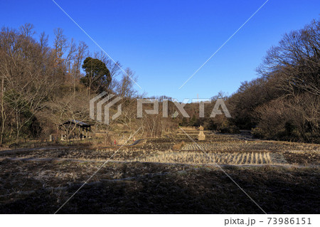 神奈川県横浜市戸塚区の原風景の舞岡公園の田んぼ（冬編） 73986151