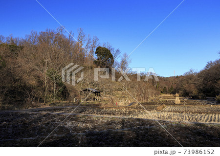 神奈川県横浜市戸塚区の原風景の舞岡公園の田んぼ(冬編) 神奈川県横浜市戸塚区の原風景の舞岡公園の田んぼ(冬編) 73986152