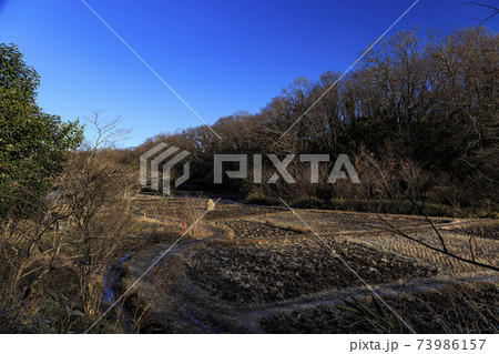 神奈川県横浜市戸塚区の原風景の舞岡公園の田んぼ(冬編) 神奈川県横浜市戸塚区の原風景の舞岡公園の田んぼ(冬編) 73986157