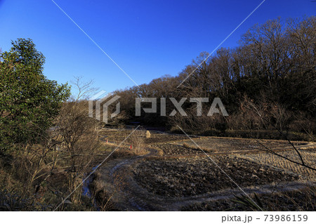 神奈川県横浜市戸塚区の原風景の舞岡公園の田んぼ(冬編) 神奈川県横浜市戸塚区の原風景の舞岡公園の田んぼ(冬編) 73986159