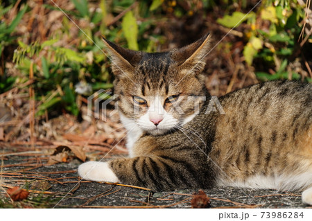 気持ちいい秋晴れの朝 可愛いキジトラ白の野良猫子猫が母親の見守る中 狩りをし好物のカマキリをゲットの写真素材 気持ちいい秋晴れの朝 可愛いキジトラ白の野良猫子猫が母親の見守る中 狩りをし好物のカマキリをゲットの写真素材