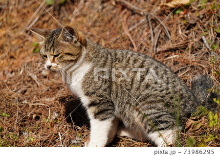 気持ちいい秋晴れの朝、可愛いキジトラ白の野良猫子猫が母親の見守る中　狩りをし好物のカマキリをゲット 73986295