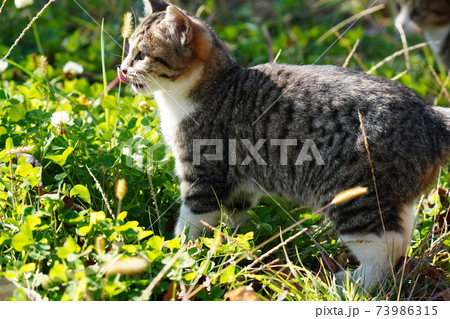 気持ちいい秋晴れの朝 可愛いキジトラ白の野良猫子猫が母親の見守る中 狩りをし好物のカマキリをゲットの写真素材