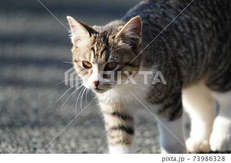 気持ちいい秋晴れの朝 可愛いキジトラ白の野良猫子猫が母親の見守る中 狩りをし好物のカマキリをゲットの写真素材