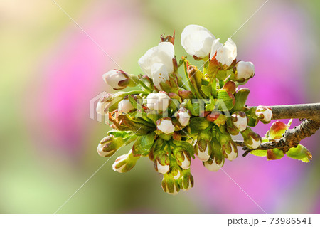 Branch of cherry tree with flowers and fresh young leaves on a blurred background of other branches, close-up in selective focus. Branch of cherry tree with flowers and fresh young leaves on a blurred background of other branches, close-up in selective focus. 73986541